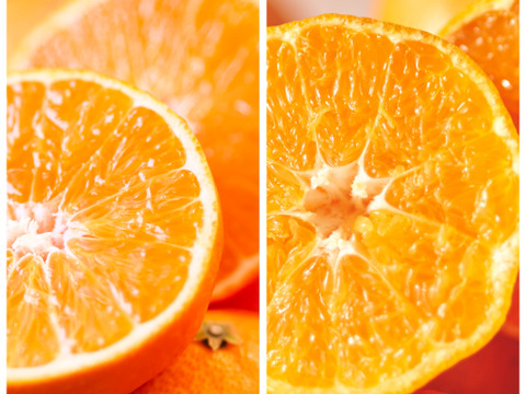 箱込約1㌔×２　マドンナ＆甘平　食べくらべセット　愛媛県オリジナルドリームタッグ　他ではないこの組み合わせ　生産者の匠の技と技術の結晶　この感動的な衝撃的なおいしさ