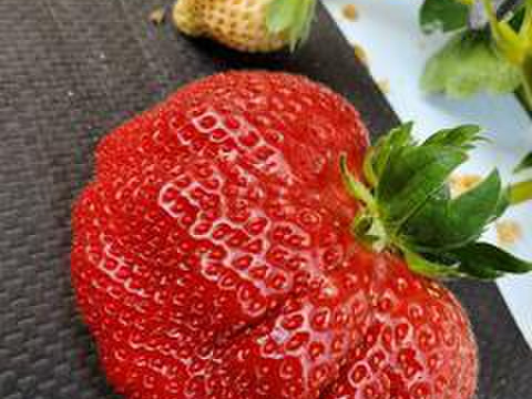 【糖度15度オーバー】一万人が虜になった究極の匠の叡智『八女津姫ブランドいちご』超大容量パッケージ約1000g【冬ギフト】【2月中旬予約】