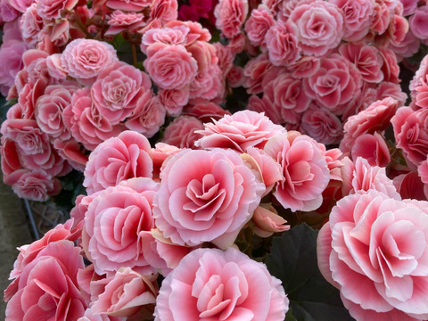 【多くの受賞歴】人気品種のミドルサイズ。覆輪の花の魅力がお手軽に楽しめます。エラチオールベゴニア【ボリアス】4.5寸