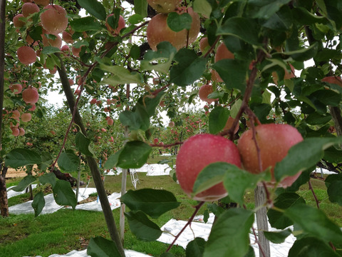 食味重視！「ふじ」3kg　秋田県産