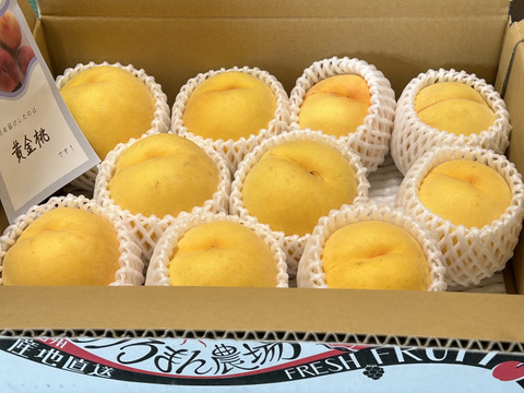 【職人技】黄桃　品種は何が届くかお楽しみ♪3㎏（6-11玉）【夏ギフト】