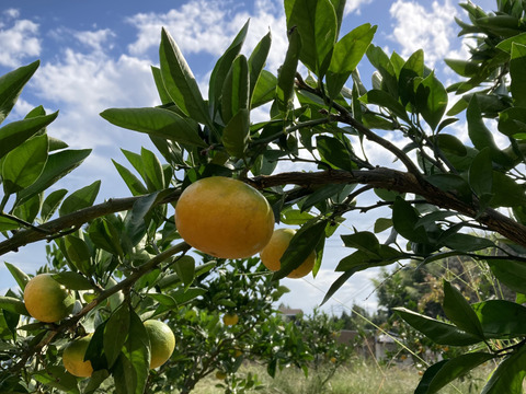 ゆら早生　箱込5kg　家庭用　山口岩国みかん　瀬戸内の恵み甘酸っぱいフレッシュなお味をお届けします！