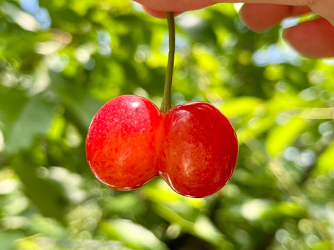 【朝どれ畑から直送、数量限定】もぎっぱなし「農家の先生が育てた山形県産紅秀峰」700g（1週間限定販売）