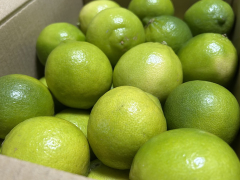 【お買得】香りが良いタヒチライム2kg★防腐剤・ワックス不使用、農薬節減★無選別お徳用