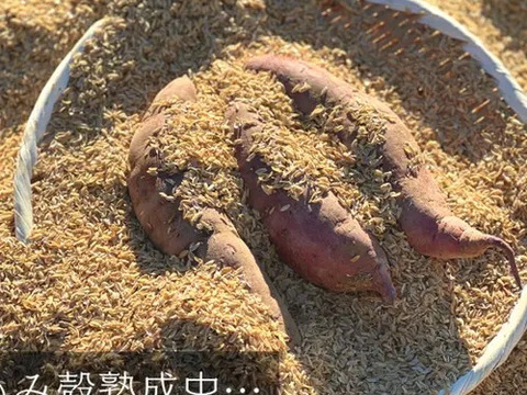 【無添加・ねっとり甘い】冷やし焼き芋｜☆有機JAS認証☆