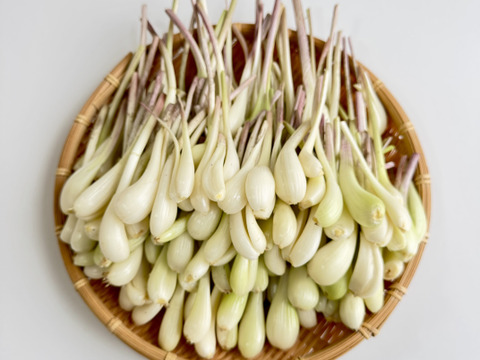 【有馬温泉の麓産】生らっきょう 500g 栽培期間中農薬不使用🌱