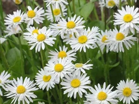 2個セット イングリシュデージー イングリッシュガーデン ホワイトガーデン 花苗 多年草 宿根草