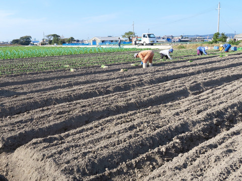 【数量限定】【訳あり】生のまま食べて欲しい淡路島の新玉ねぎ　10キロ