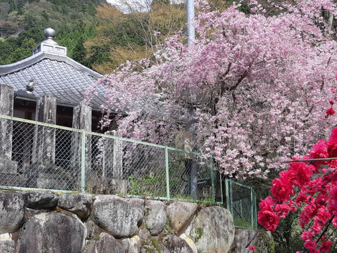 【ｸﾘｯｸﾎﾟｽﾄ対応】土用の丑・さわやかな柑橘の香り　石臼挽き粉山椒（青）３０グラム