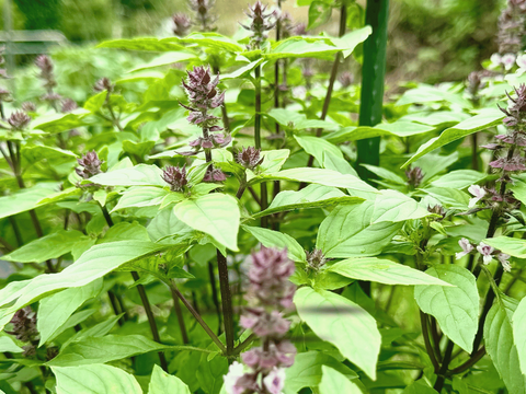 暑さを喜ぶパワー植物　2025年産　ホーリーバジルティー　20g　合計２パックセット