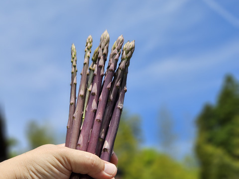 【紫＆緑食べ比べ】「アスパラガス」サイズミックス1kg