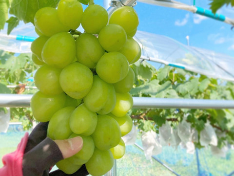 ワケあり】家庭用極大粒ぶどう 雄宝 1.2kg(2~3房)：大阪府産の雄