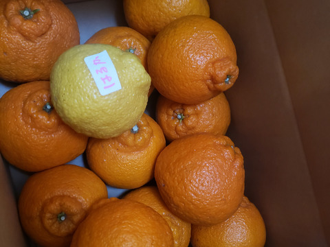 【有機JAS認証】不知火3kg