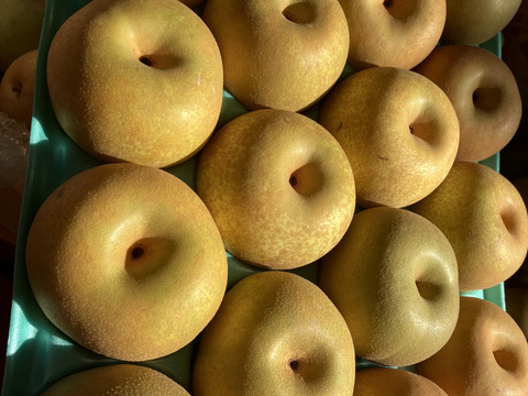まつどの梨　デパート品より小さめ！完熟幸水　甘さしっかり食べ切りサイズ　ご家庭向け　5キロ18個から22個入り。