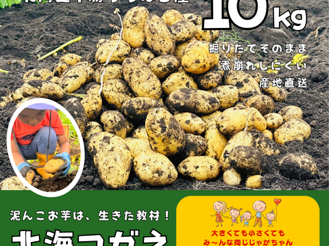 カタネガイ 会場限定パッケージ版&カタネガイ覚書（数量限定 設定資料） 9周年感謝祭】［季節限定］プロも指名する新じゃが「ホッカイコガネ
