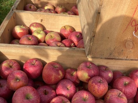 【訳あり】青森県産りんご 葉取らずふじ10kg