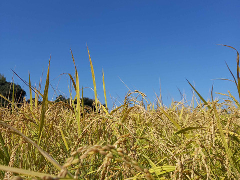 【５％OFF！】【令和６年産】自然栽培「金のいぶき」玄米　５ｋｇ　＋　高オレイン酸大豆１ｋｇ