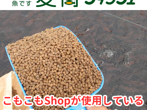 愛媛の養殖草創期から続くこだわり真鯛(海の鯛陽小サイズ)2尾入/箱