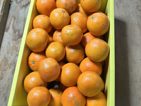 完熟タンカン　ご家庭用（5kg）