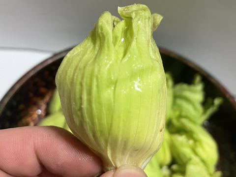 【天然の春の味覚】岩手県産ふきのとう1kg – 自然の恵みを新鮮直送