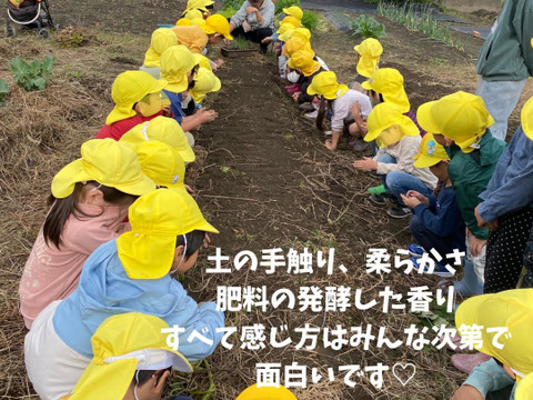 Sサイズ☆栽培期間中農薬不使用野菜セット（6−7品）愛知県