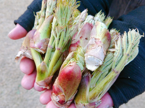 【150g】山菜の王様登場！妙高山の手摘み天然朝採り たらの芽 1番芽だけ厳選してお届け！食べごたえ満点！
