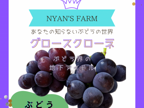 特別栽培ぶどう♡訳あり♡グロースクローネ♡山形県産ぶどう