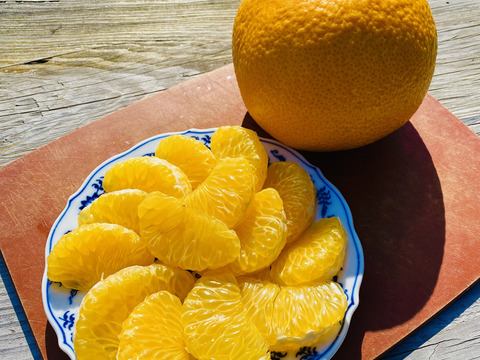 （紅）大三島の木成り紅八朔⭐︎瑞々しい大粒の実♪（ご家庭用・5キロ）