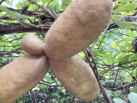 自然栽培アケビ２キロとちょっと  80サイズ⭐️⭐️⭐️⭐️⭐️