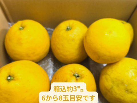 箱込約2㌔　きれいな河内晩柑　おくりものに