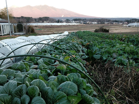 八ヶ岳高原から直送!旬の野菜セット8品目以上　100サイズ　トマトピューレ１瓶