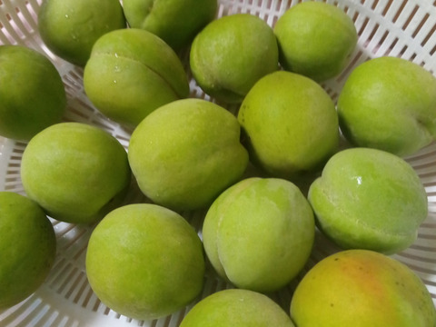 加工用若桃3kg