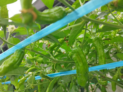 【糸島産】収穫日に出荷！新鮮ししとう（栽培期間中農薬不使用）500グラム