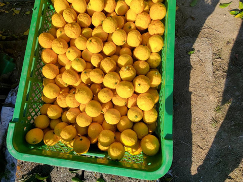 柚子の果皮スライス（冷凍）