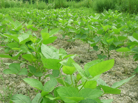 【rikutosha様専用】自然栽培青大豆さといらず（３ｋｇ）、準自然栽培黒胡麻（１００ｇ）（令和三年産）