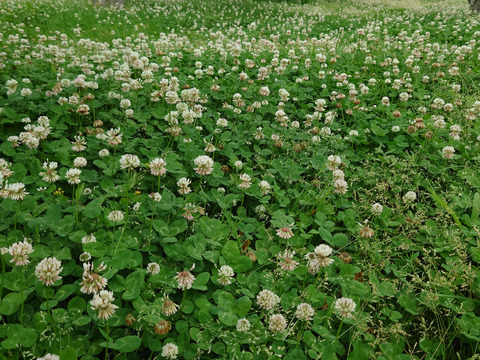 トロリとした食感！秋田県産『ラ・フランス』3㎏
