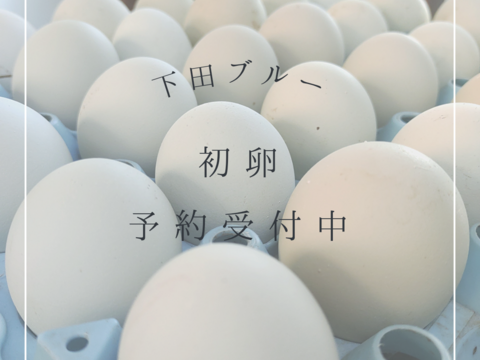 【期間限定！初卵！】24時間放牧養鶏卵、初卵6個入り×2パック！アローカナの産む幸せの青い卵、下田ブルー！！
