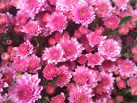 小菊(ピンク)10 本セット お花 はな 切花 切り花 季節の花：埼玉