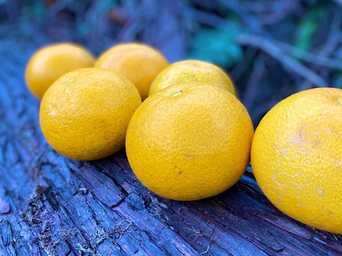 The citrus【Dandy HASSAKU】ダンディ八朔 約4.5kg