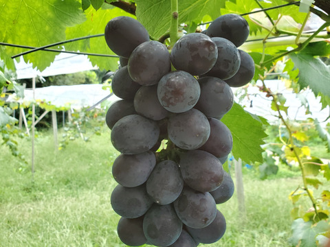 岩手県産【家庭用】一粒の食べ応え抜群! 藤稔(種なし)2房BOX