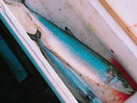 さごし（鰆）1ｋｇ前後×2本