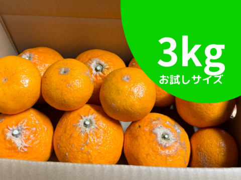 【お試し3kg】天香-あまか-【希少な柑橘】