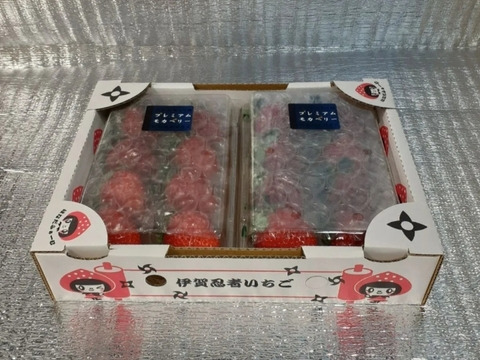 二箱 『プレミアムモカベリー 』 苺 いちご イチゴ 贈答品 ※時間指定は可能です。