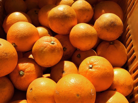 【農薬不使用】ネーブルオレンジストレートジュース500g