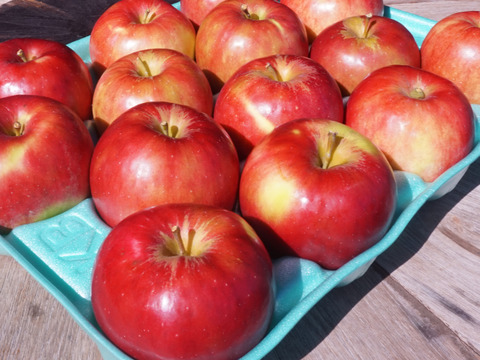 ラスト！🍎紅玉🍎3kg 酸っぱいりんご❗お菓子作りにも最適🍴低農薬で皮ごと安心✨ギフト 贈答用可 予約 旬 人気