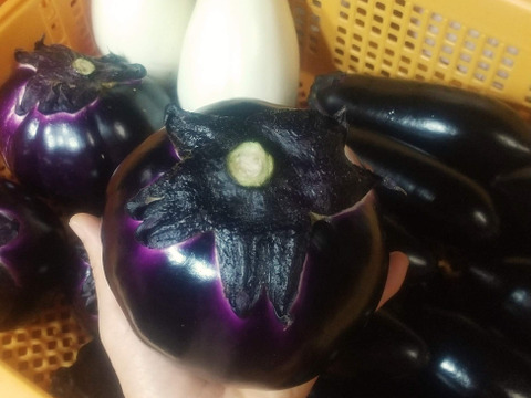 オクラ&人気のとろける食感ナスセット(とろーり旨なす&ビステッカ)【さぬき讃ベジタブル】