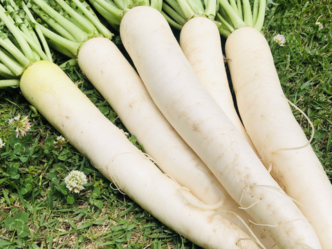 [訳あり]朝採れ発送＊スタイリッシュな夏大根＊5kg