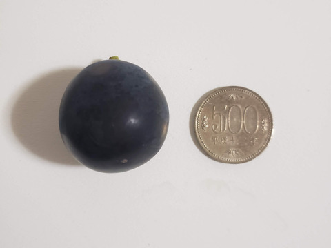 岩手県産【家庭用】一粒の食べ応え抜群! 藤稔(種なし)2房BOX