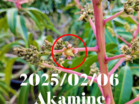 マンゴーの王道！『アーウィン』3kg良品