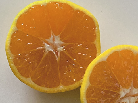 9月30日まで受付　早期予約キャンペーン！　極早生箱込5kg　家庭用Ｍサイズ　山口岩国みかん　瀬戸内の恵み甘酸っぱいフレッシュなお味をお届けします！